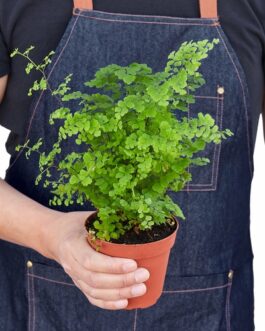 Maidenhair Fern