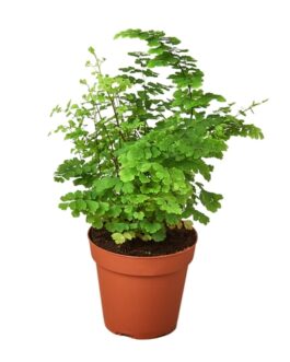 Maidenhair Fern