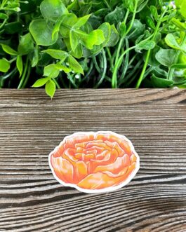 Blush Orange Peony Flower |Sticker or Magnet